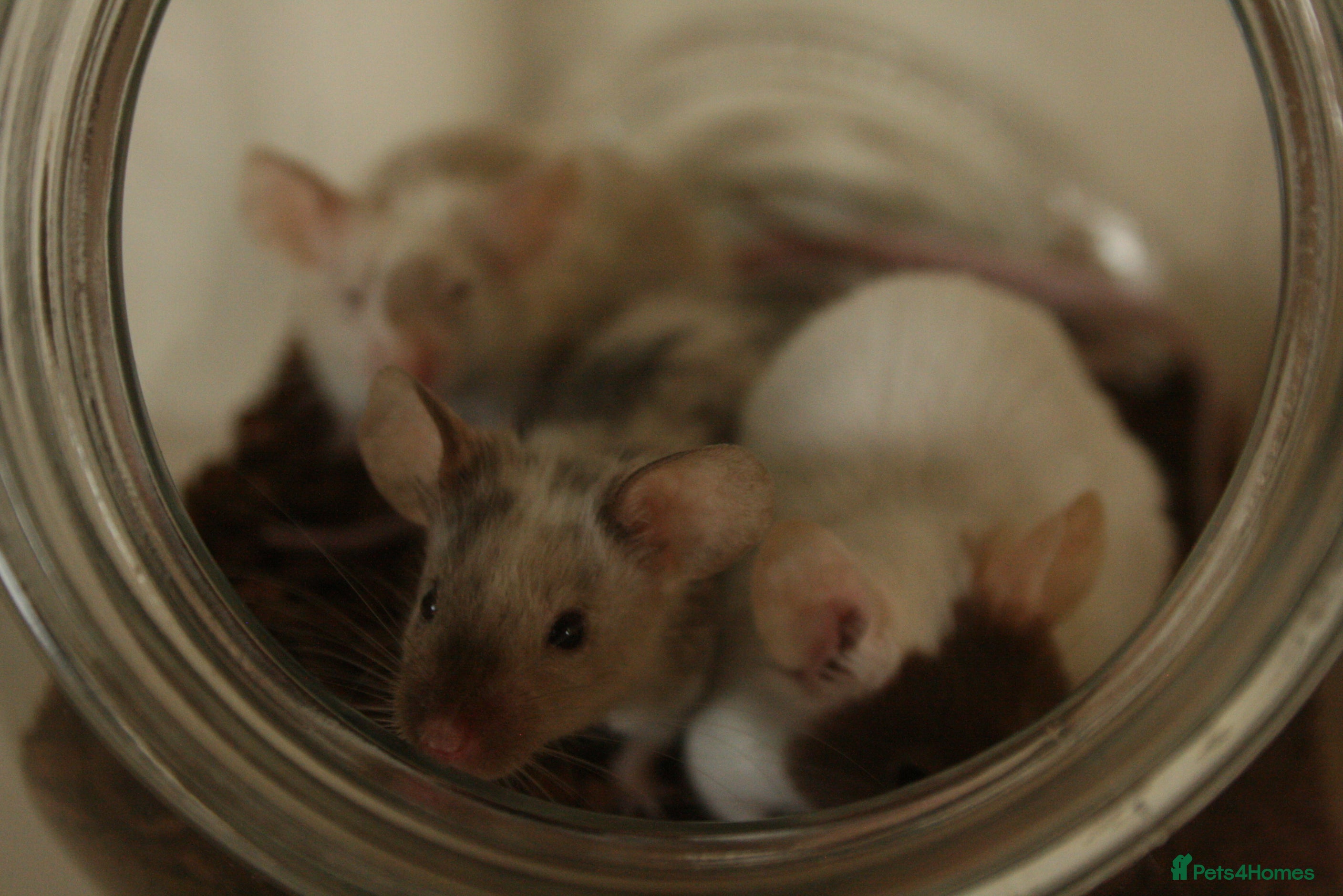 Mouse rodents 🐭 Female Mice Available for Adoption 🐭 - Advert 5