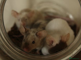 Mouse rodents 🐭 Female Mice Available for Adoption 🐭 - Advert 5