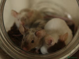Mouse rodents 🐭 Female Mice Available for Adoption 🐭 - Advert 5