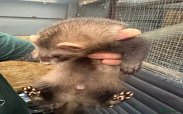 Ferret rodents for sale: Male and female part angora kits  - Image 6