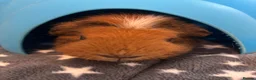 Guinea Pig rodents for sale: Male Guinea Pig for rehoming - Advert 1