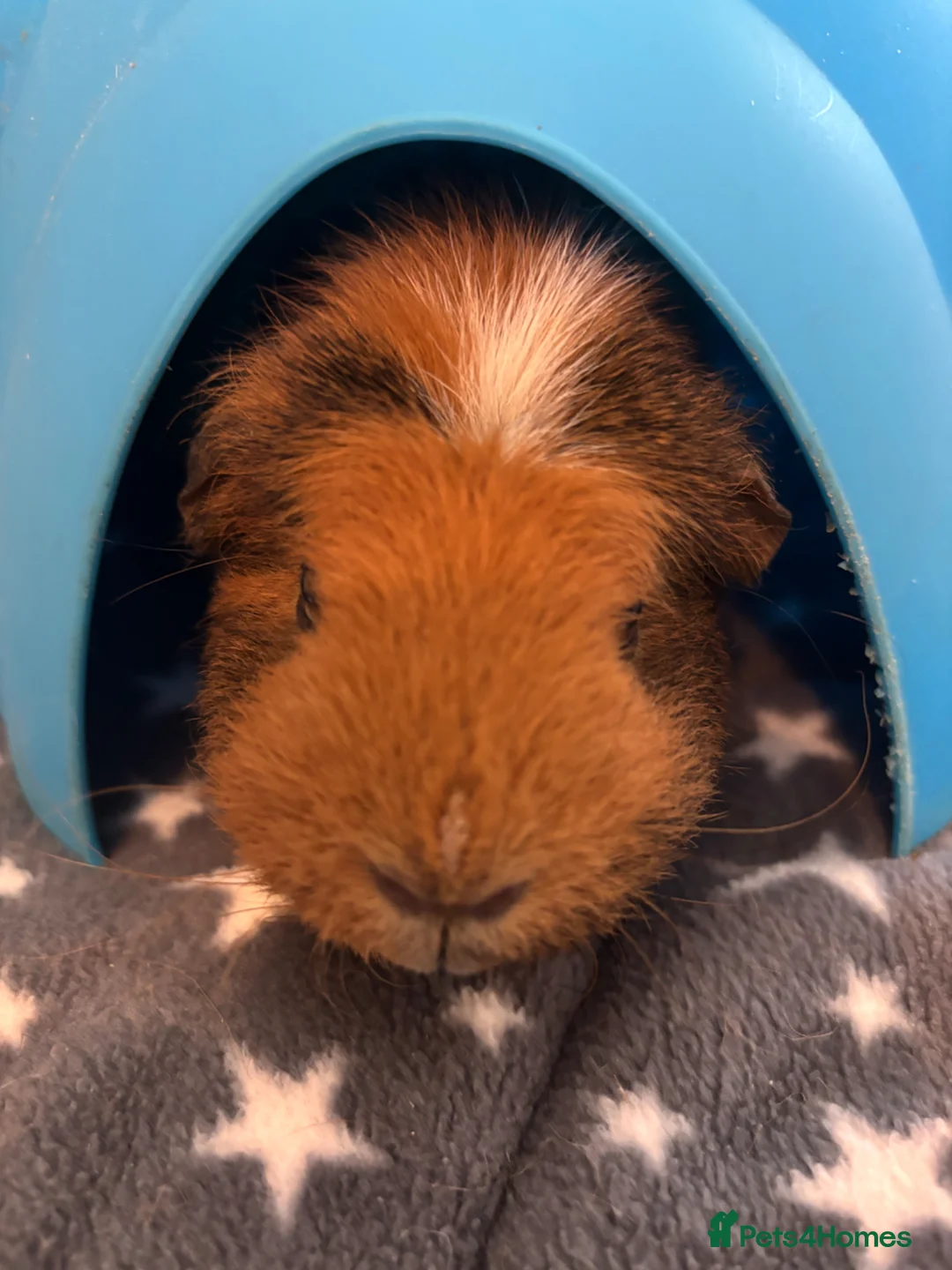 Guinea Pig rodents for sale: Male Guinea Pig for rehoming - Advert 1