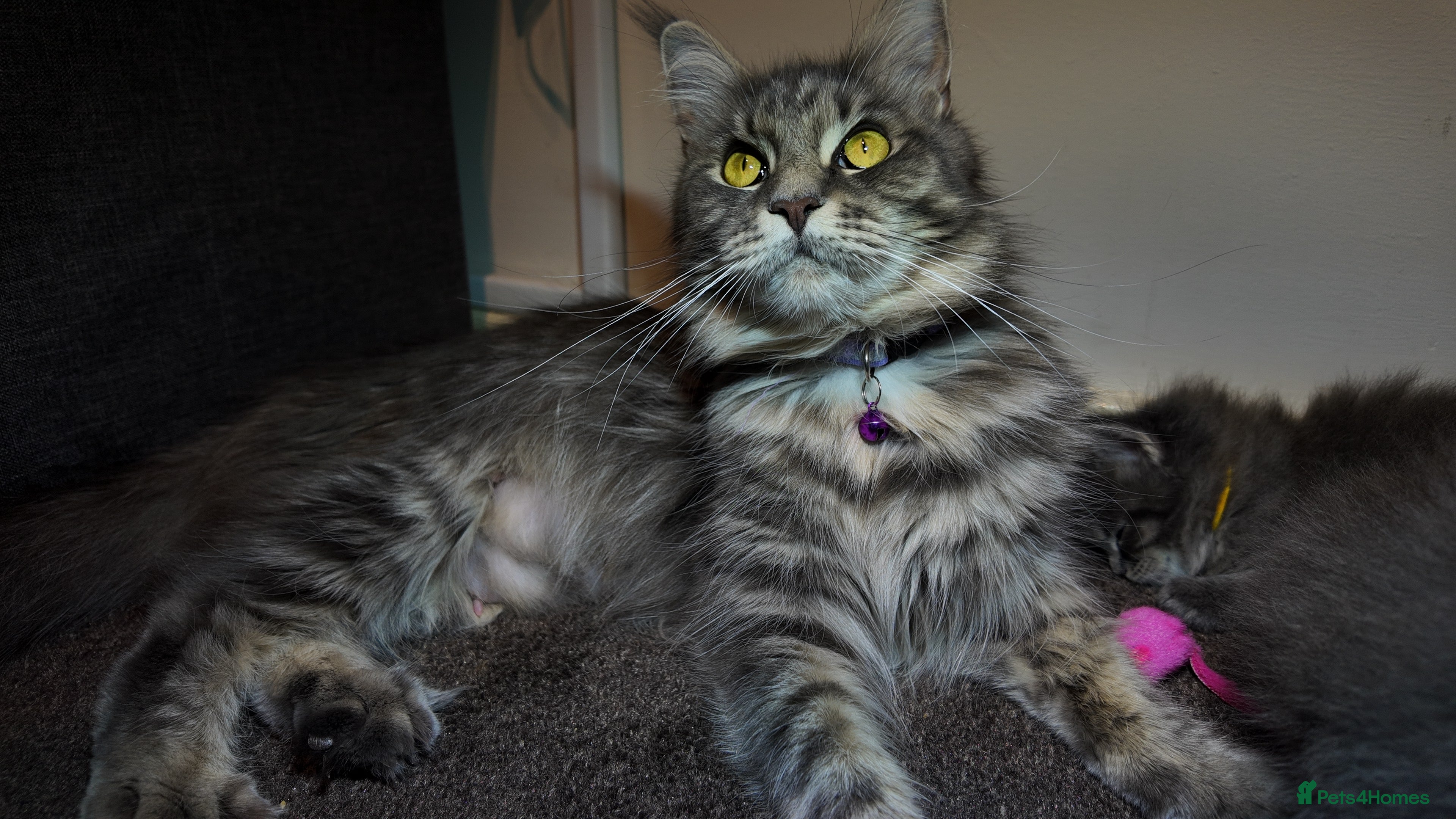 Maine Coon cats Beautiful Mainecoon Kittens Maine Coon Purebred - Advert 1