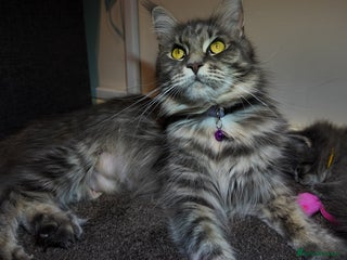 Maine Coon cats Beautiful Mainecoon Kittens Maine Coon Purebred - Advert 1