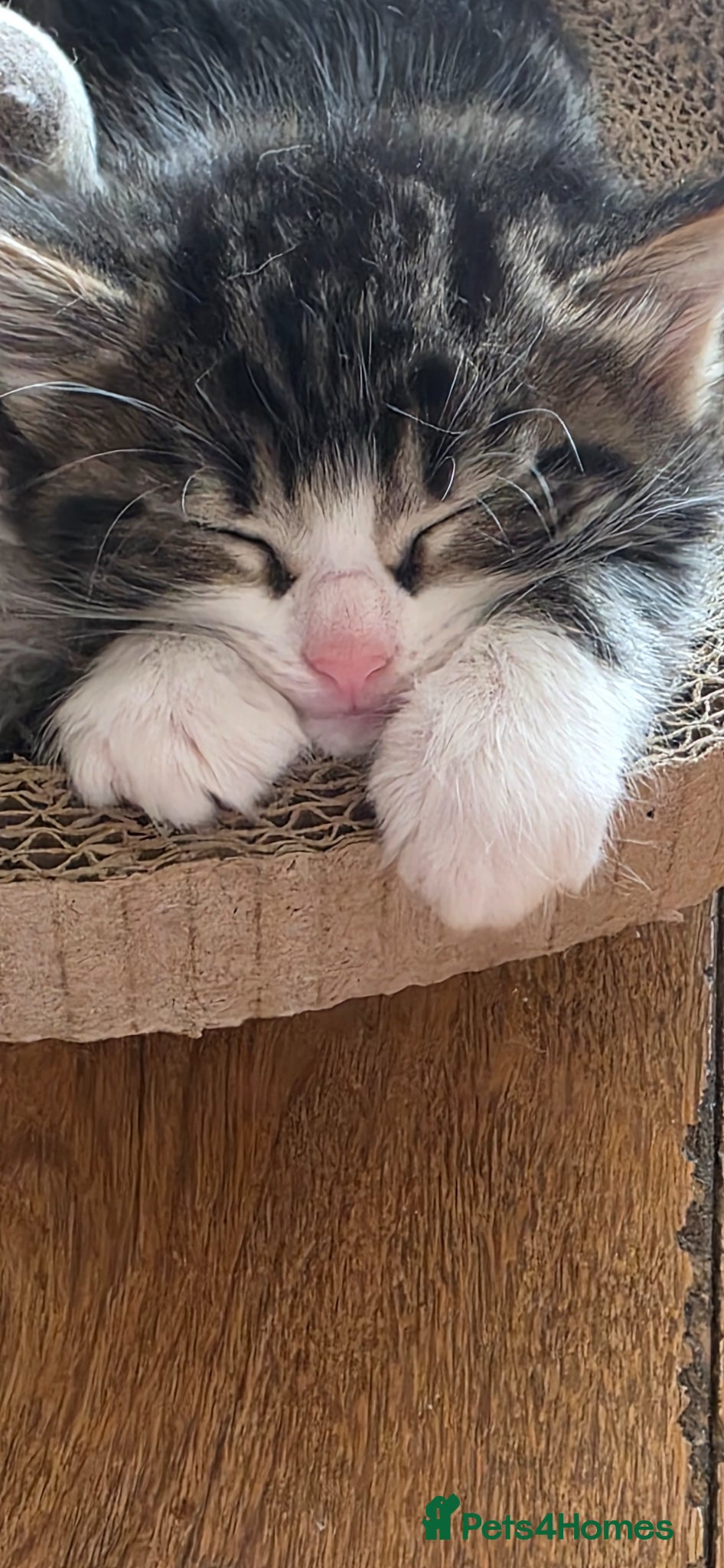 Mixed Breed cats Maincoon x British short hair  - Advert 13