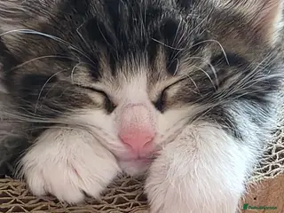 Mixed Breed cats Maincoon x British short hair - Advert 13