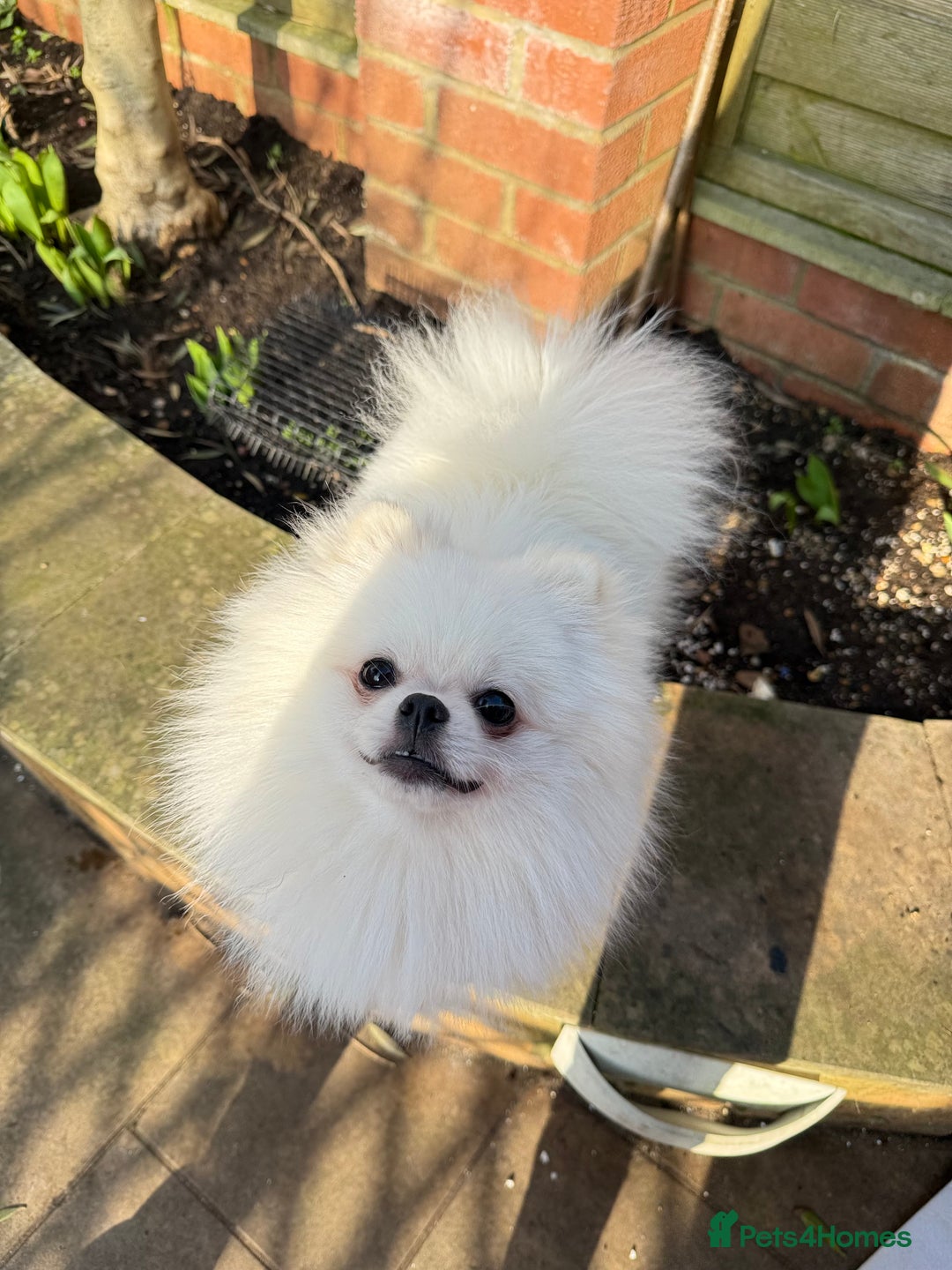 Pomeranian dogs for sale: Pom bears looking for loving homes❤️ - Image 25