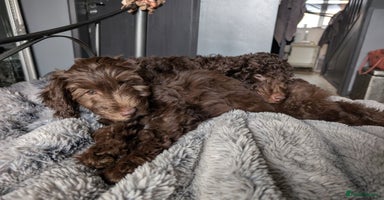 Labradoodle dogs - Advert 7