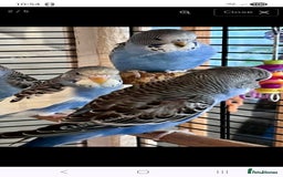 Budgerigars birds for sale: Baby budgie - Image 2