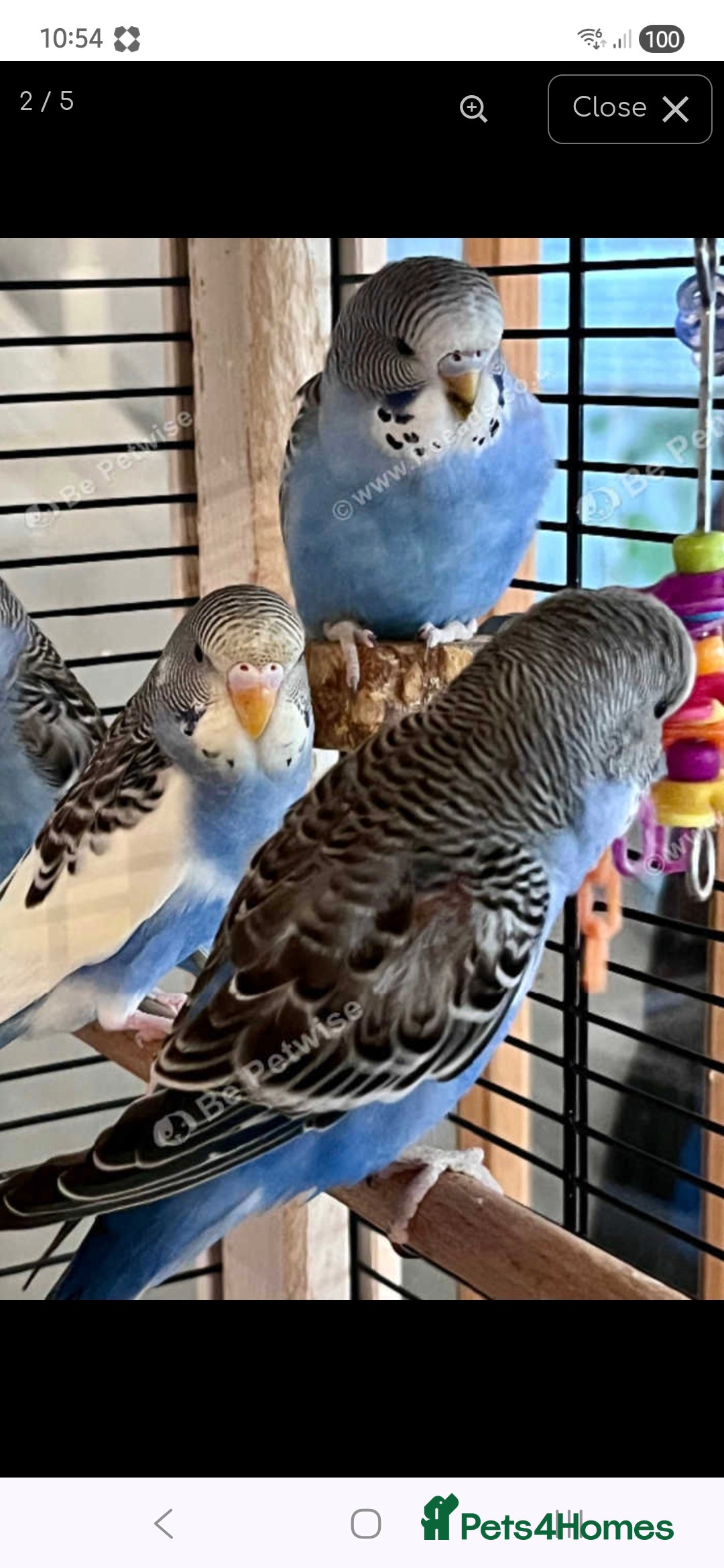 Budgerigars birds for sale: Baby budgie - Image 2