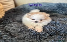 Pomeranian dogs for sale: Adopt your New Bestfriend - Image 4