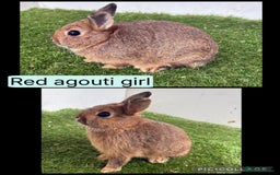 Netherland Dwarf rabbits for sale: Netherland dwarf babies  - Image 4