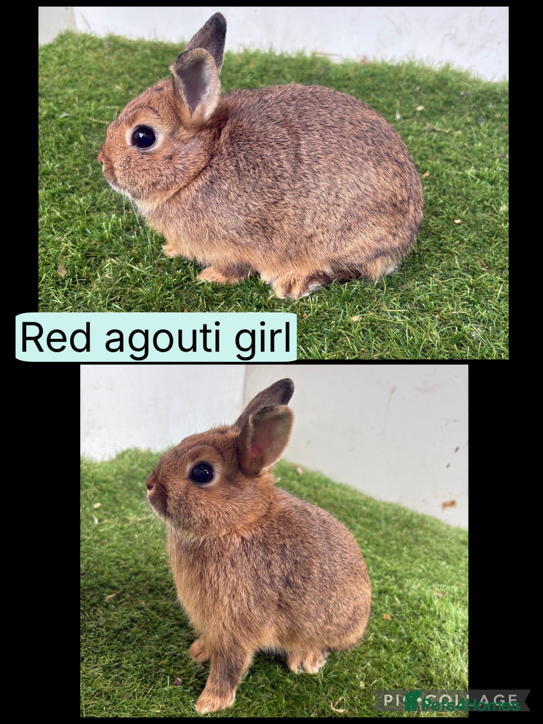 Netherland Dwarf rabbits for sale: Netherland dwarf babies  - Image 4