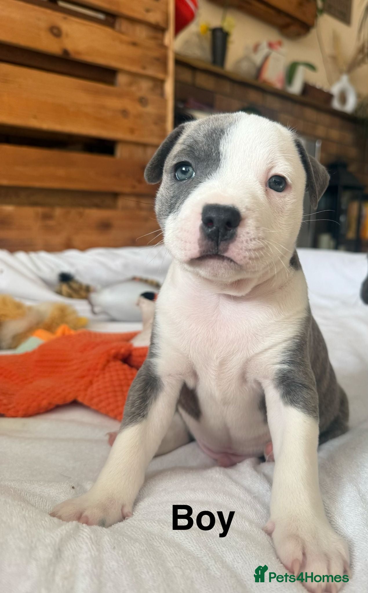 Staffordshire Bull Terrier dogs  Stunning Staffordshire Bull Terrier Puppies  - Advert 2