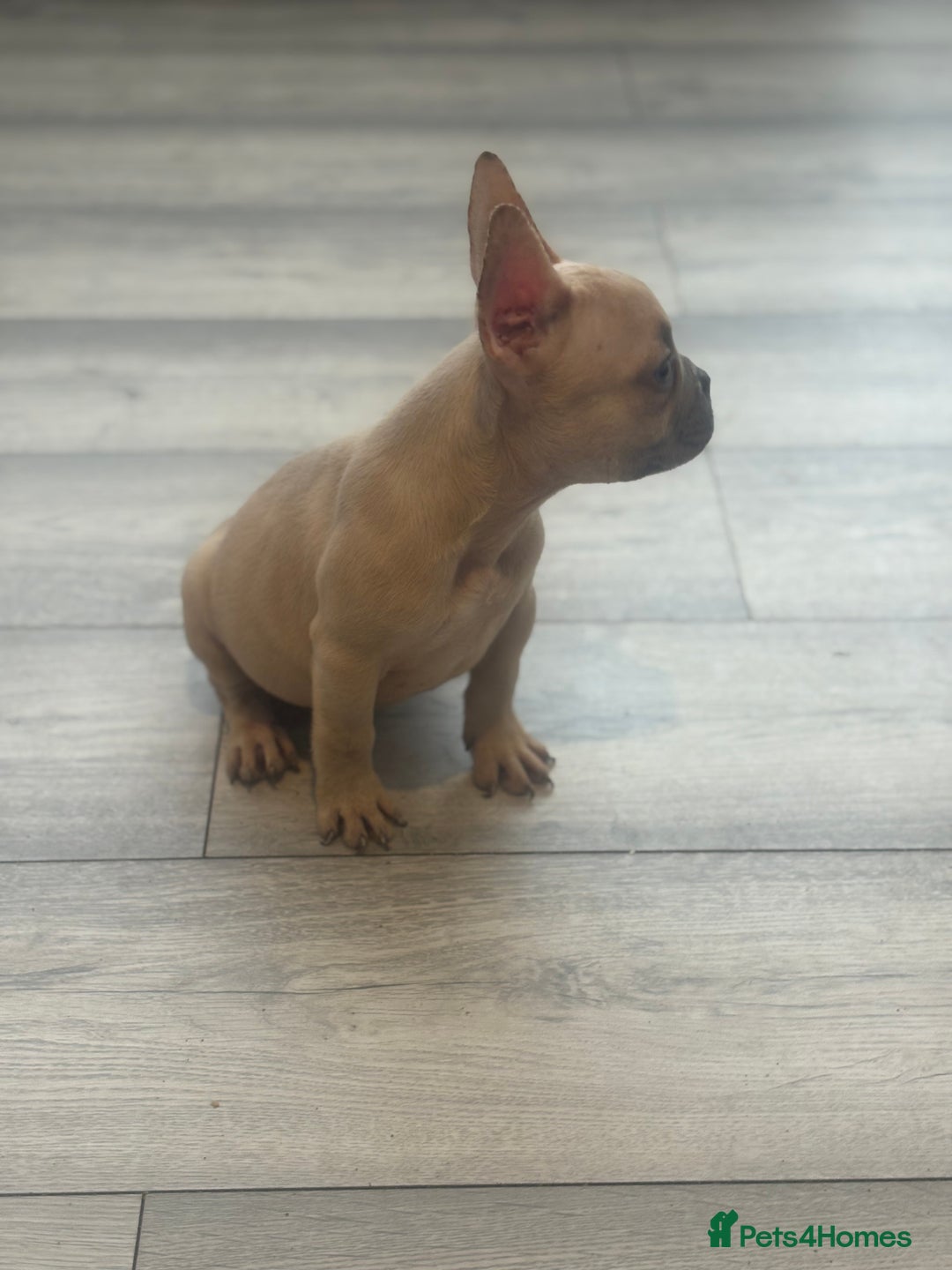 French Bulldog dogs for sale: french bulldog puppy’s  - Advert 4