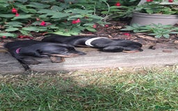 Miniature Dachshund dogs for sale: Smooth haired minature dacshund  - Image 20