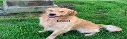 Golden Retriever dogs for sale: Golden Retriever Puppies – Ready from 12th June - Advert 7