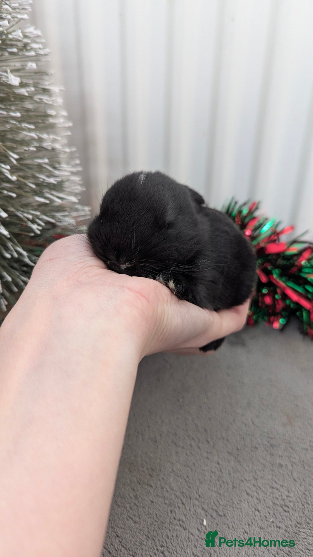 Mini Lop rabbits for sale: Mini lop babies waiting list  - Advert 2