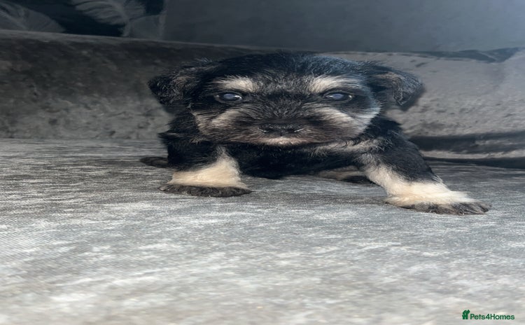 Miniature Schnauzer dogs - Advert 4