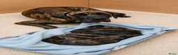 Great Dane dogs for sale: ONLY 2 GIRLS,1 BOY BRINDLE GREAT DANES BORN 4/6/26 - Advert 1