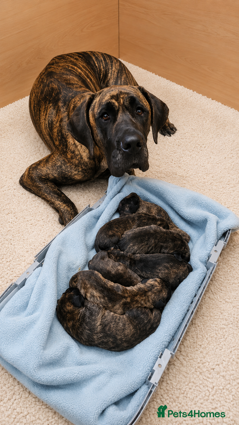 Great Dane dogs STUNNING BRINDLE GREAT DANE PUPPPIES BORN 4/6/26 - Advert 2