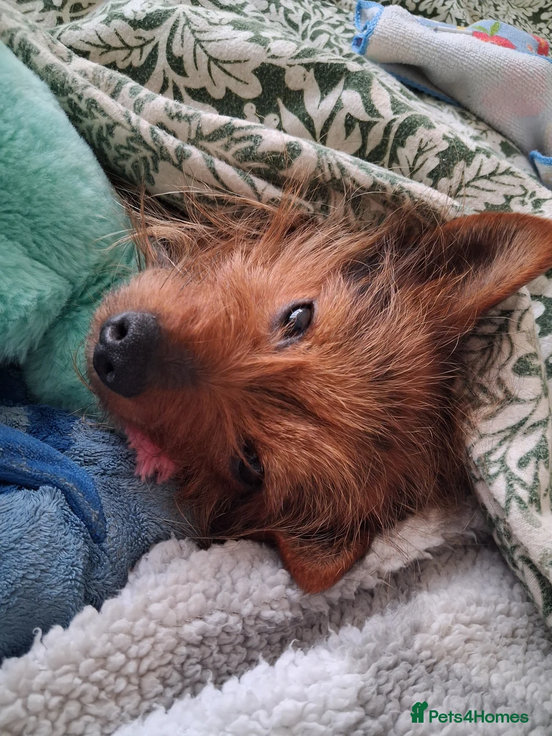 Chorkie dogs for sale: New home for Ruff - Advert 1