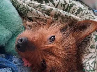 Chorkie dogs New home for Ruff - Advert 7