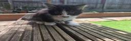 Mixed Breed cats for sale: Cute kittens for sale  - Advert 9