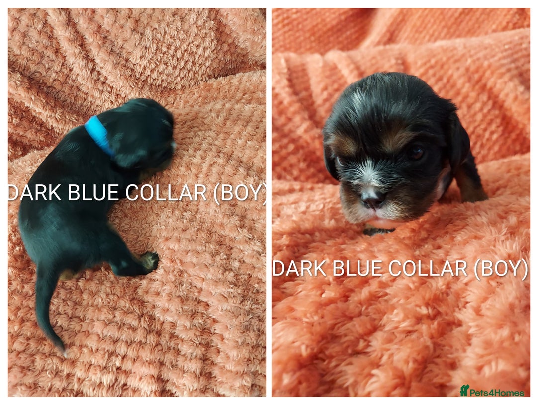 Cavalier King Charles Spaniel dogs for sale: GREAT QUALITY CKCS PUPPIES ( DWKC REGISTERED)/DNA - Advert 14