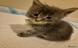 Maine Coon cats for sale: 6 week old Pure Bred Maine Coons for sale. - Image 1