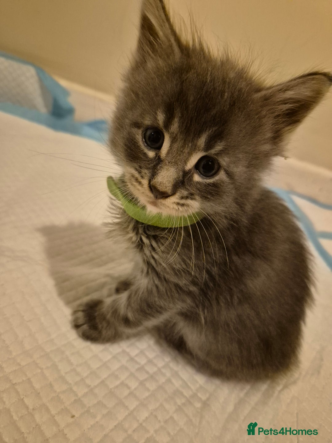 Maine Coon cats for sale: 6 week old Pure Bred Maine Coons for sale. - Image 1