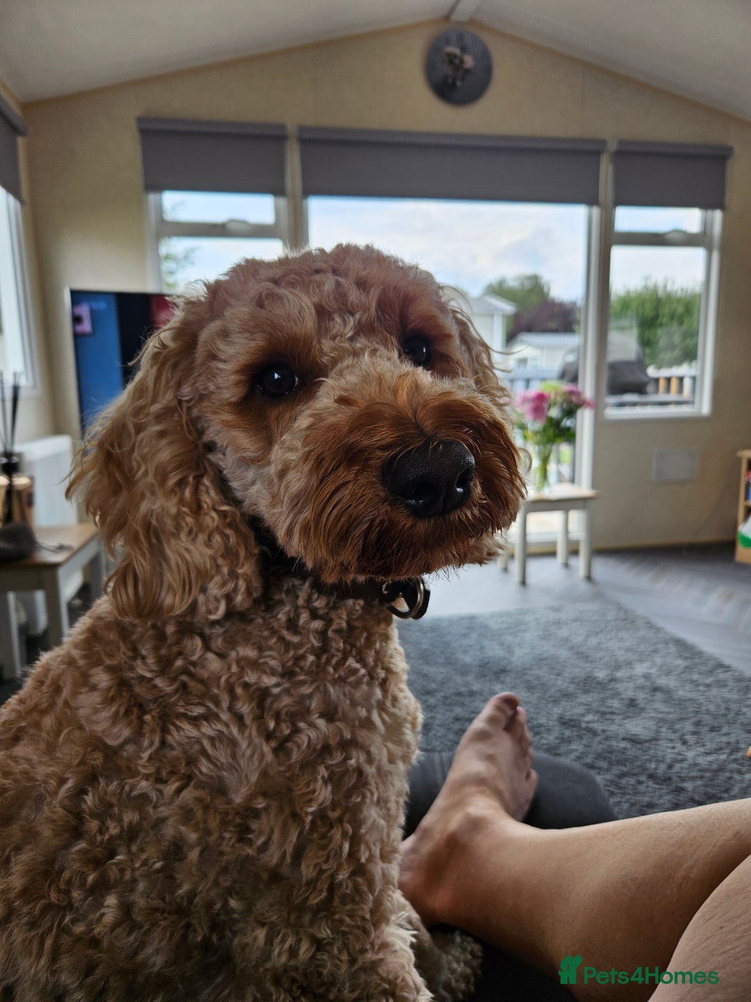 Cavapoo dogs for sale: Waffle, Looking For His Forever Home - Advert 5