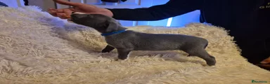Mixed Breed Puppy 1