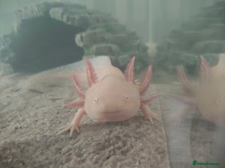 Axolotl reptiles Golden male axolotl - Advert 1