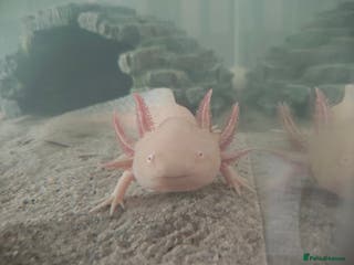 Axolotl reptiles Golden male axolotl - Advert 9