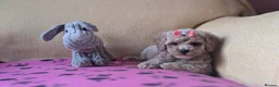 Maltipoo dogs for sale: Stunning Toy Maltipoo Puppies  - Advert 16