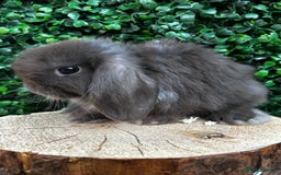 Mini Lop rabbits for sale: 🌟 PUREBRED MINI LOP BABIES 🌟 - Image 8