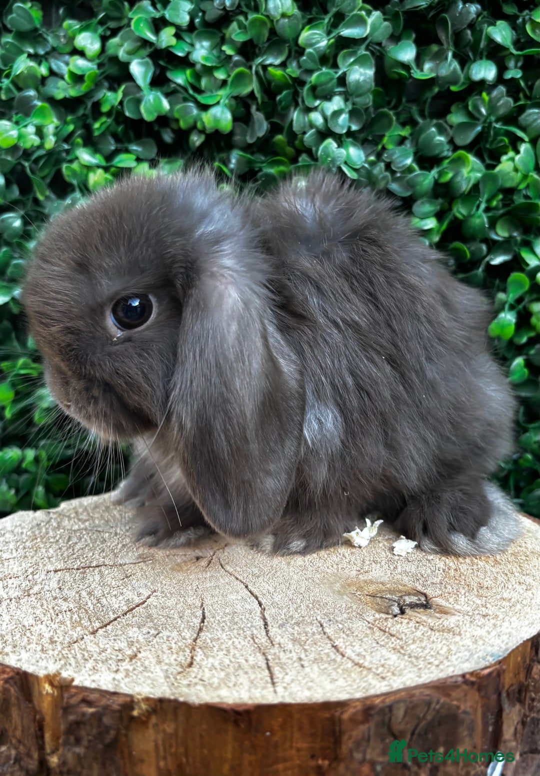 Mini Lop rabbits for sale: 🌟 PUREBRED MINI LOP BABIES 🌟 - Image 8