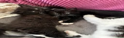 British Shorthair cats for sale: 2 lovely British short hair kittens - Advert 6