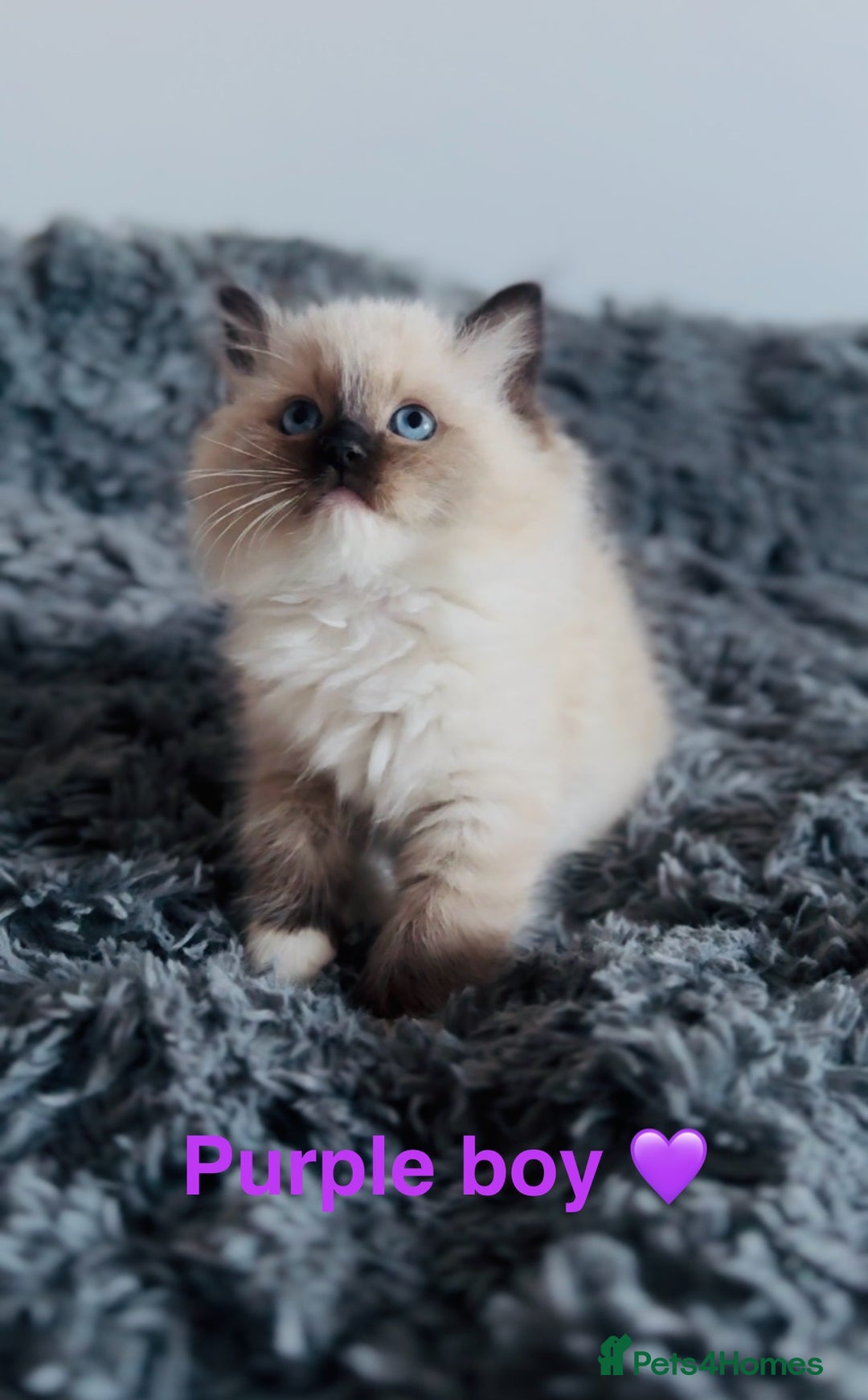 Ragdoll cats for sale: 🩷🐾Tica full Pedigree🐾EU Ragdoll 🐱🐾DNA Clear - Advert 27