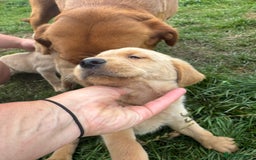 Goldador dogs for sale: Stunning chunky Goldadors  - Image 6