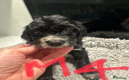 Mixed Breed dogs for sale: Cocker Spaniel x Cavapoo puppies available  - Image 7