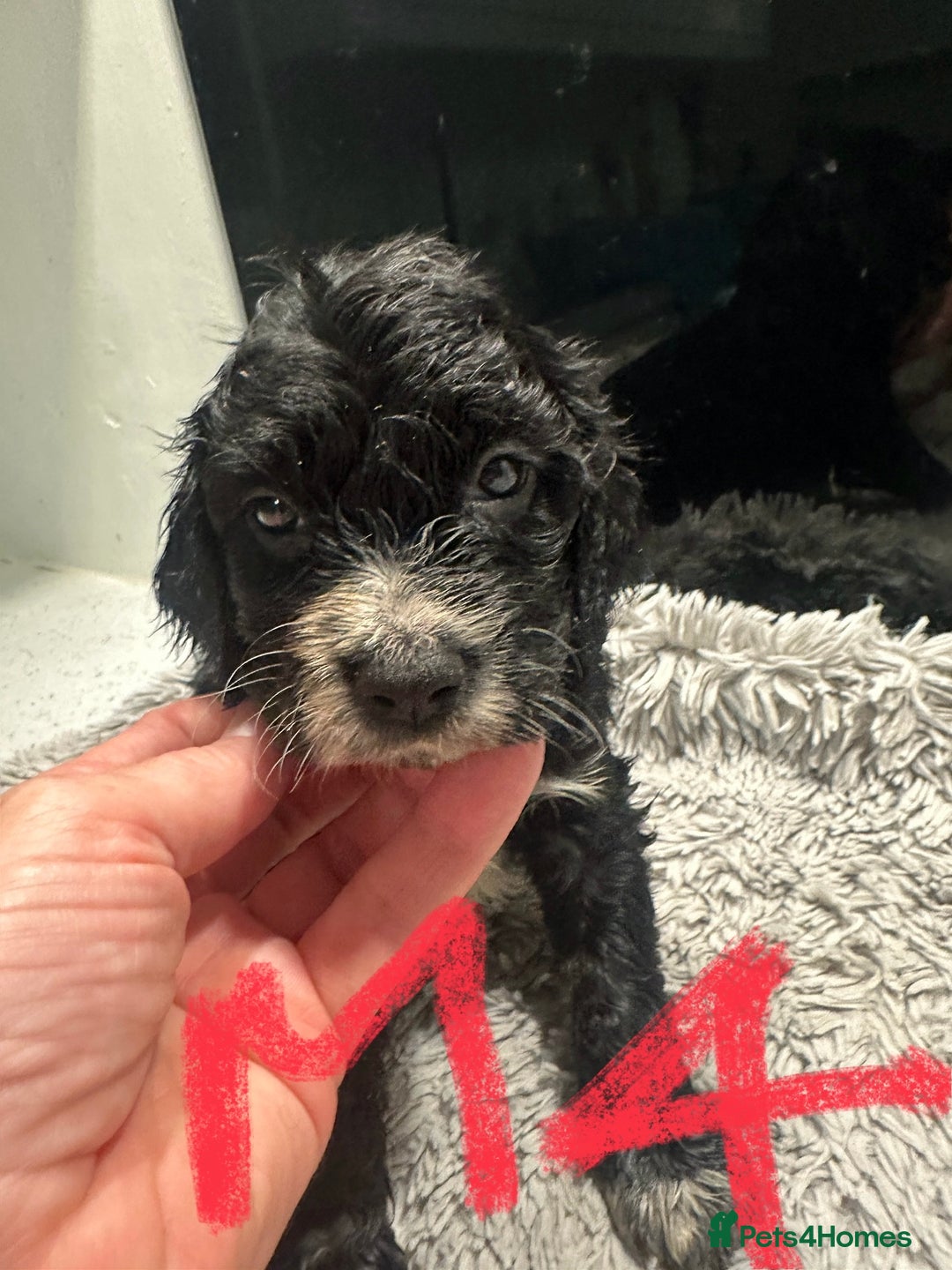 Mixed Breed dogs for sale: Cocker Spaniel x Cavapoo puppies available  - Image 7