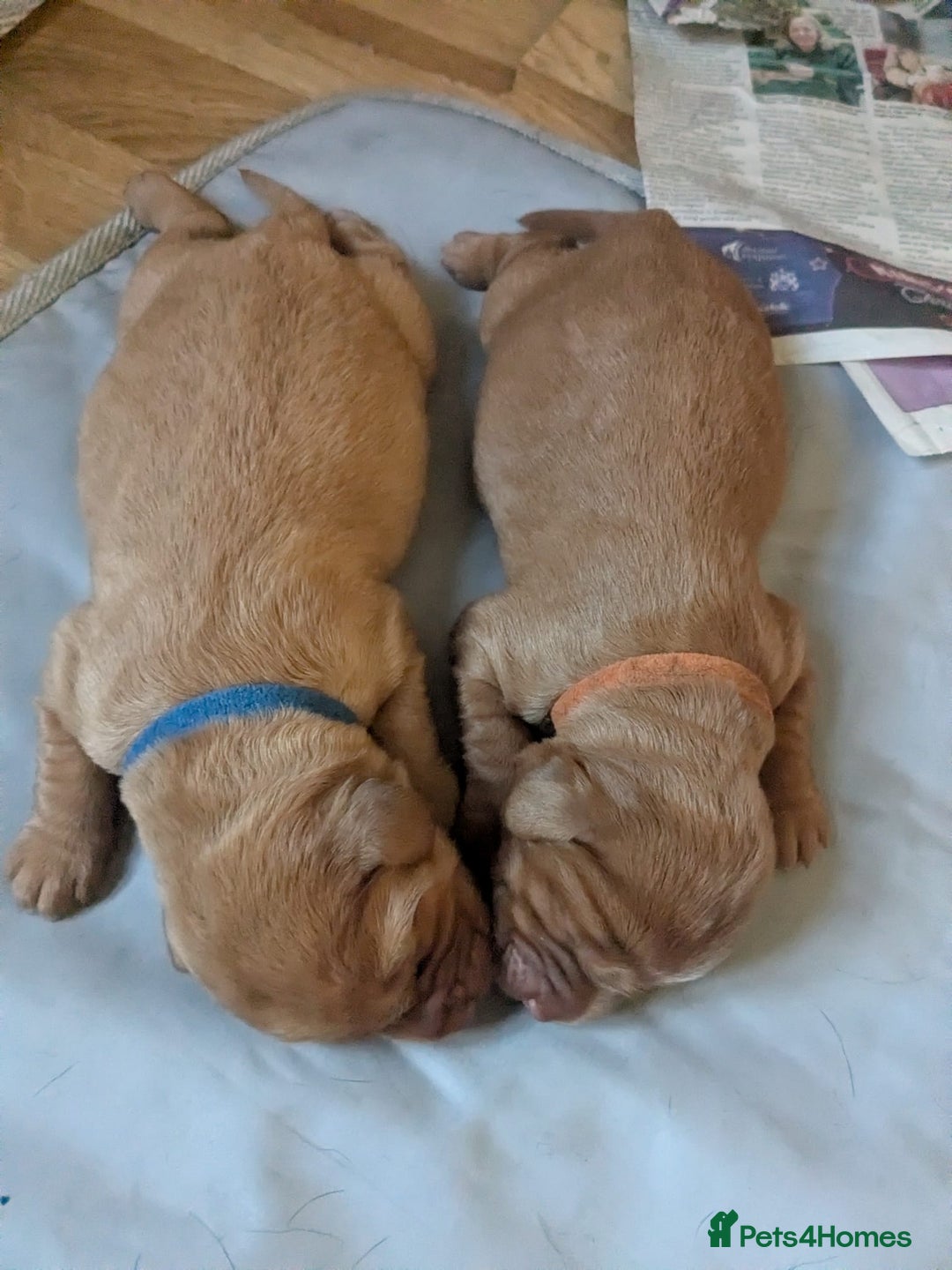 Labradoodle dogs for sale: F1 Miniature Labradoodles  - Advert 3