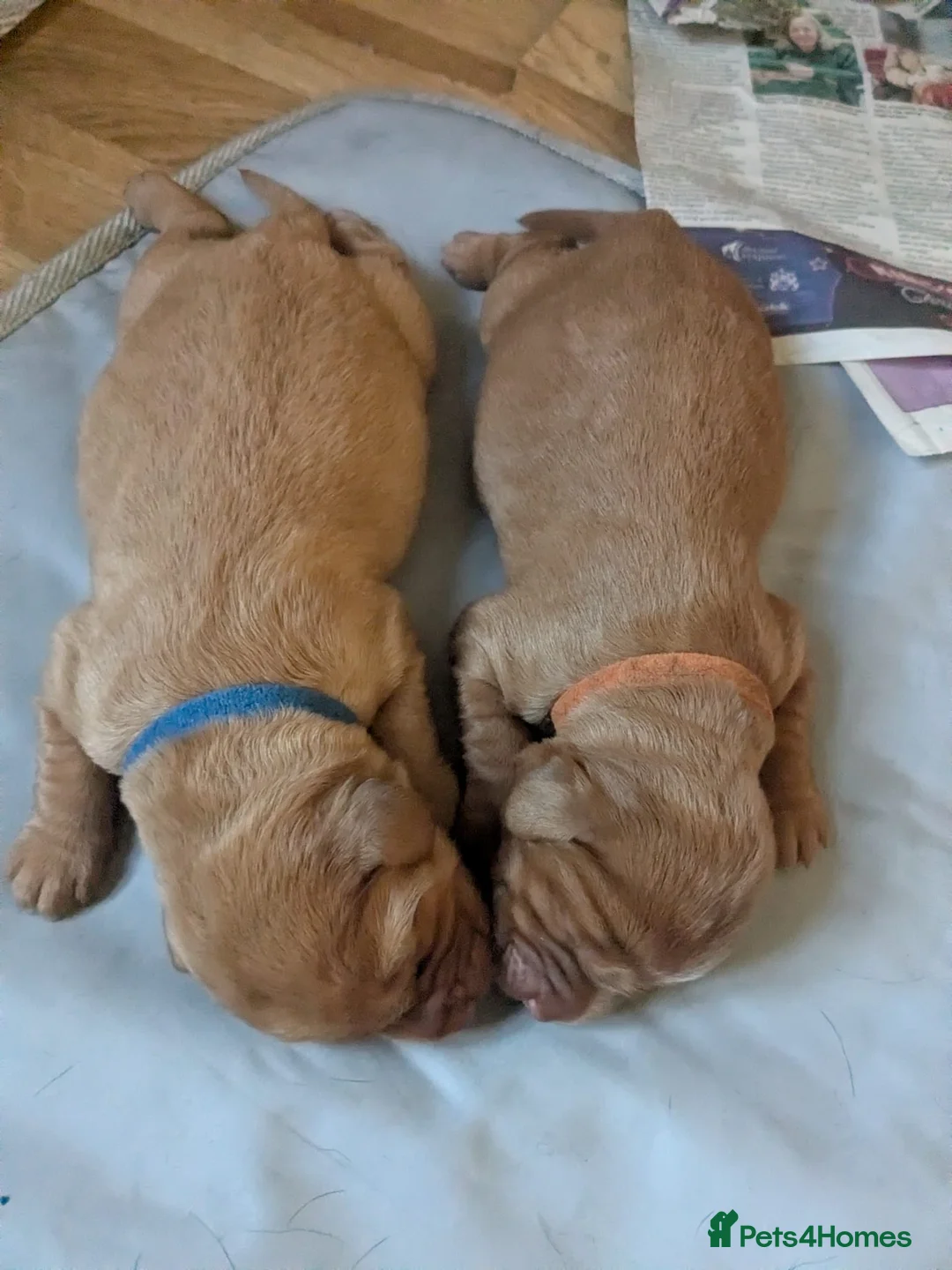 Labradoodle dogs for sale: F1 Miniature Labradoodles  - Advert 3