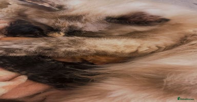 Ragdoll cats - Advert 7