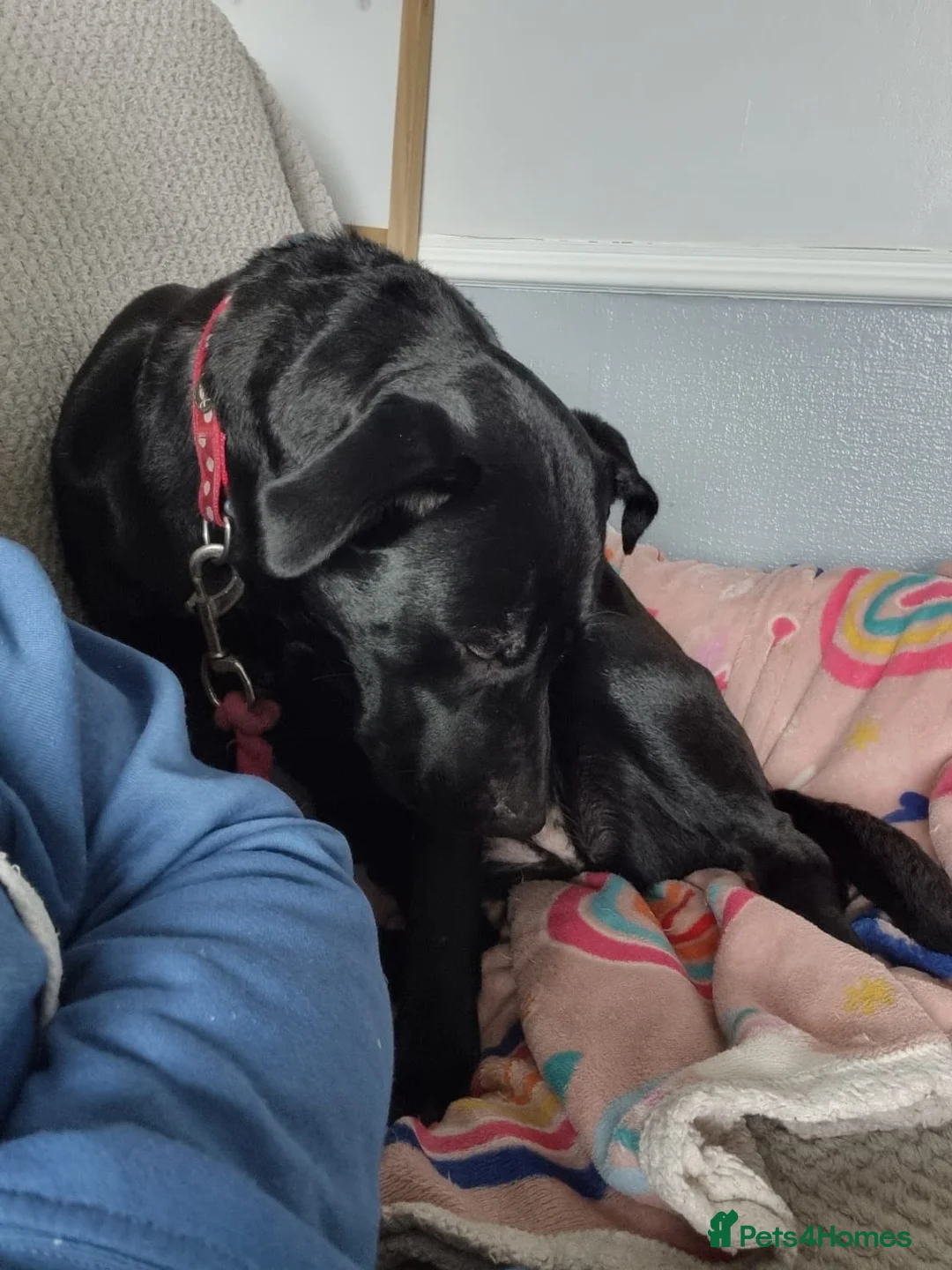 Mixed Breed dogs for adoption: FOSTER CALL:❤️NICOL❤️Energetic, Playful, Loving in Bude - Advert 2