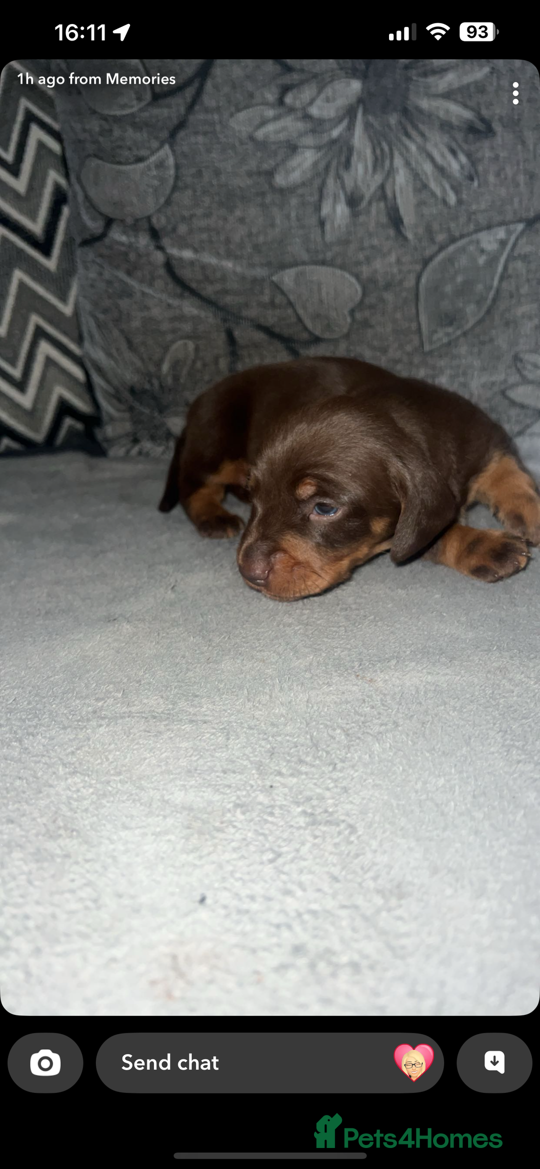 Miniature Dachshund dogs for sale: Mini dauchunds puppies - Advert 15