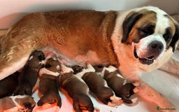 Saint Bernard dogs for sale: KC Registered St. Bernards For Sale! - Image 5