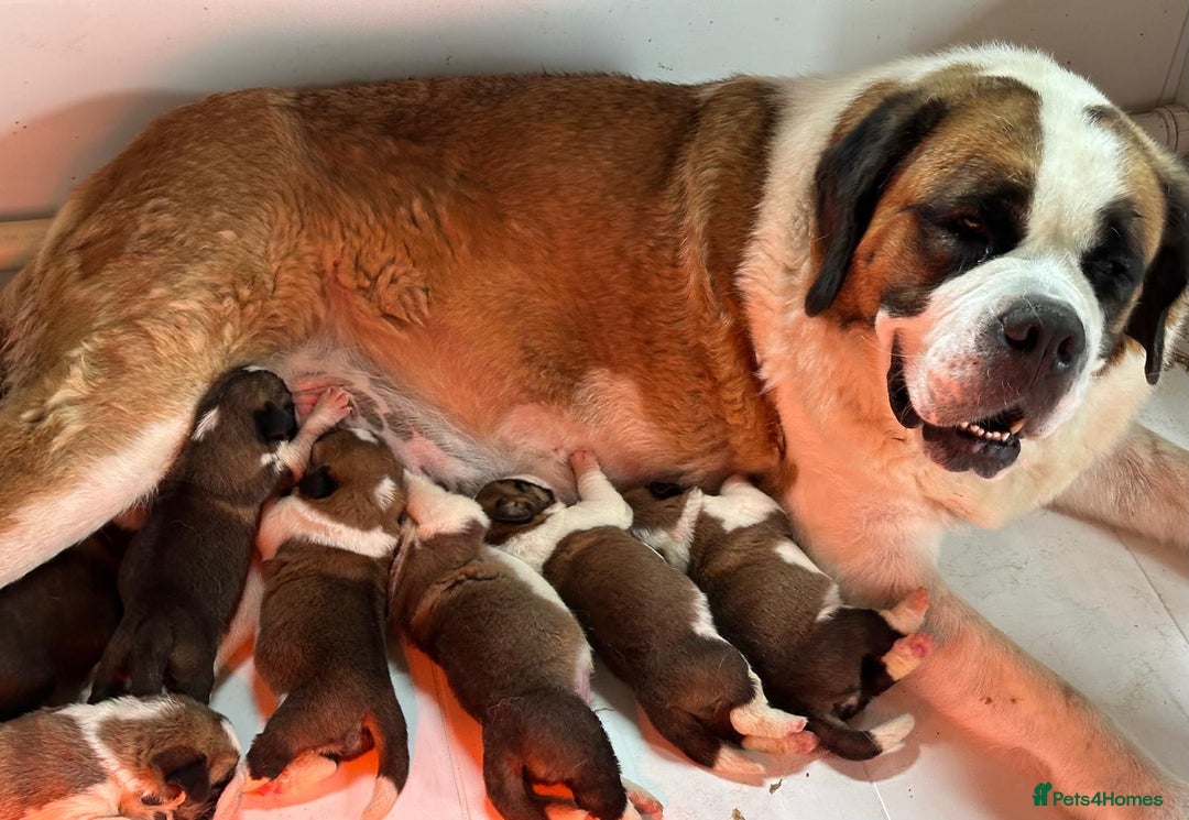 Saint Bernard dogs for sale: KC Registered St. Bernards For Sale! - Image 5